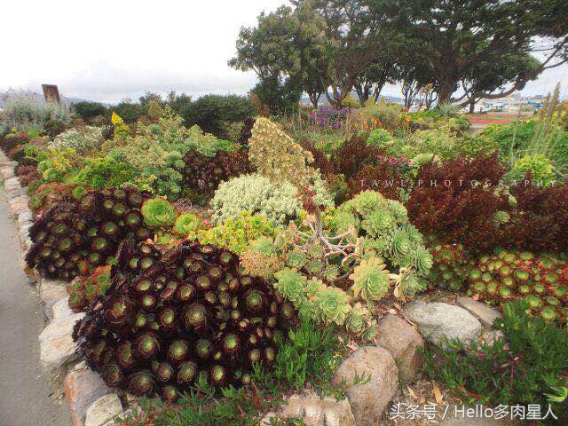 加州多肉,当花痴遇见多肉