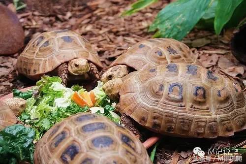 缅甸陆龟繁殖要什么环境,缅甸陆龟适合什么环境