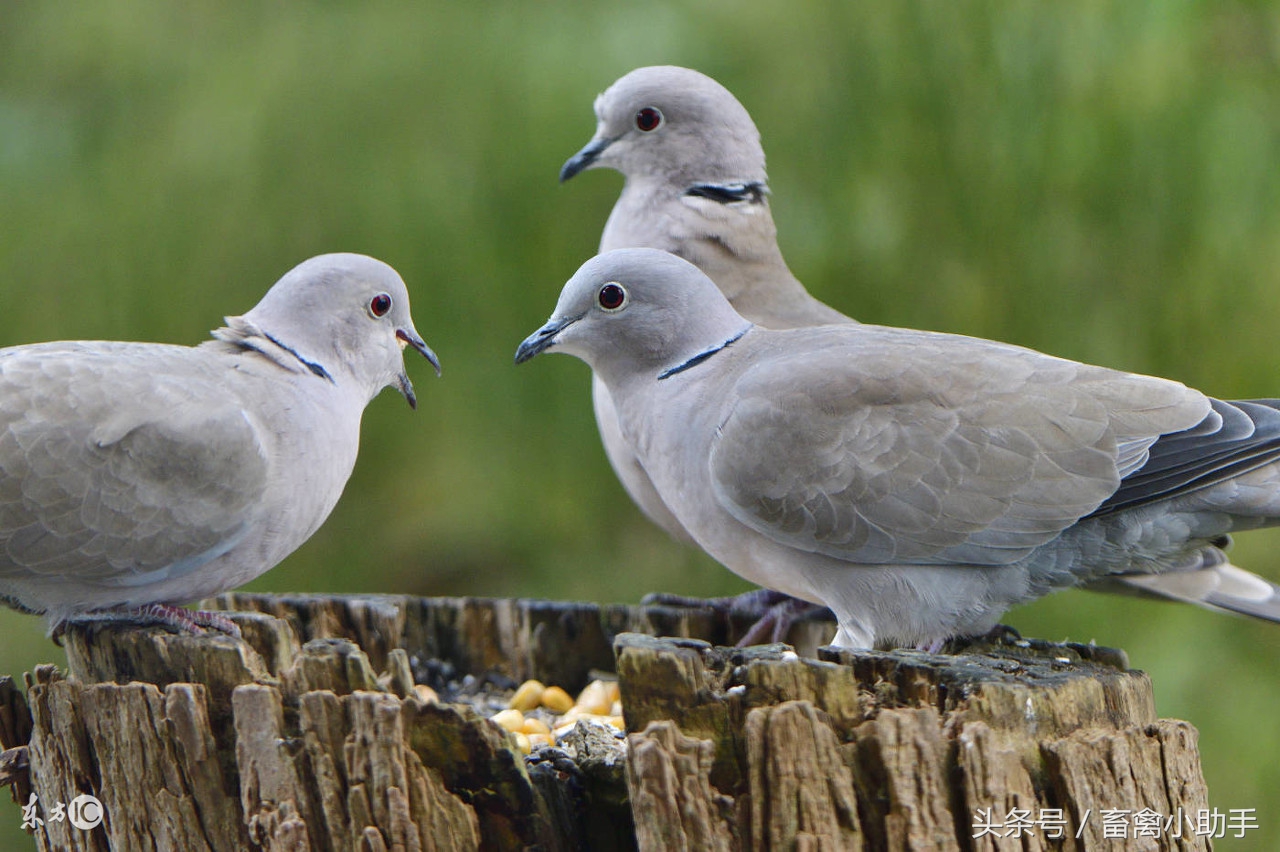最近鸽子棚死鸽子的原因,养鸽子出现零星死亡正常吗
