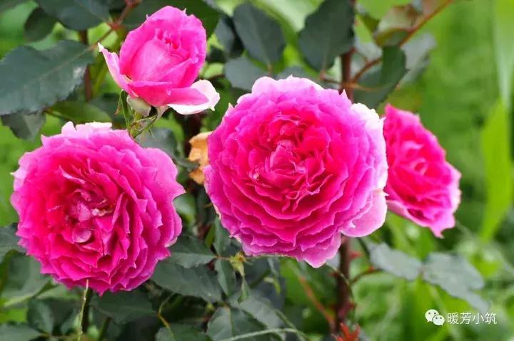 什么？你说欧月中还有日本月季？