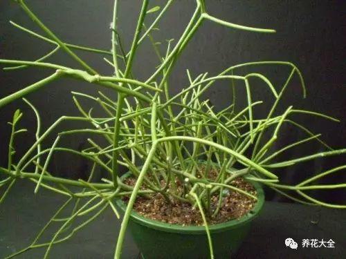 家里哪些花不能用哪些花有毒,家里的花种不好要不要换掉