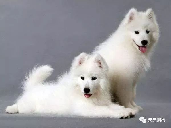 狗狗身上有皮屑能驱虫吗,狗狗身上皮屑用什么药