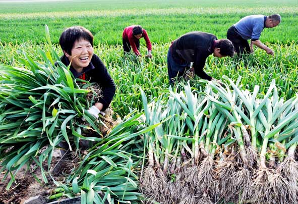 大蒜高产新品种亩产6000以上,大蒜高产新品种实测亩产6000以上