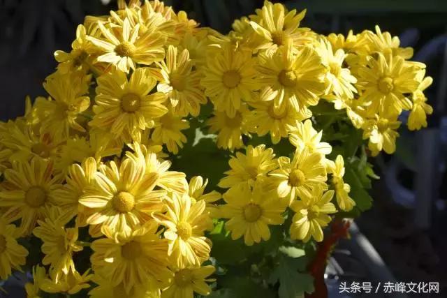 枯草霜花白寒窗月影是什么意思,枯草霜花白寒窗月影新的意思