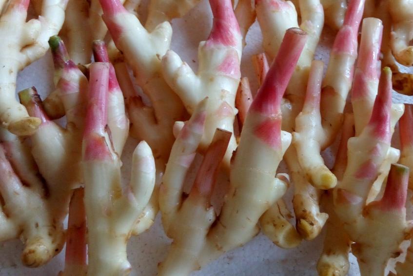 教会你如何采收生姜,生姜在采收的过程中应该注意什么