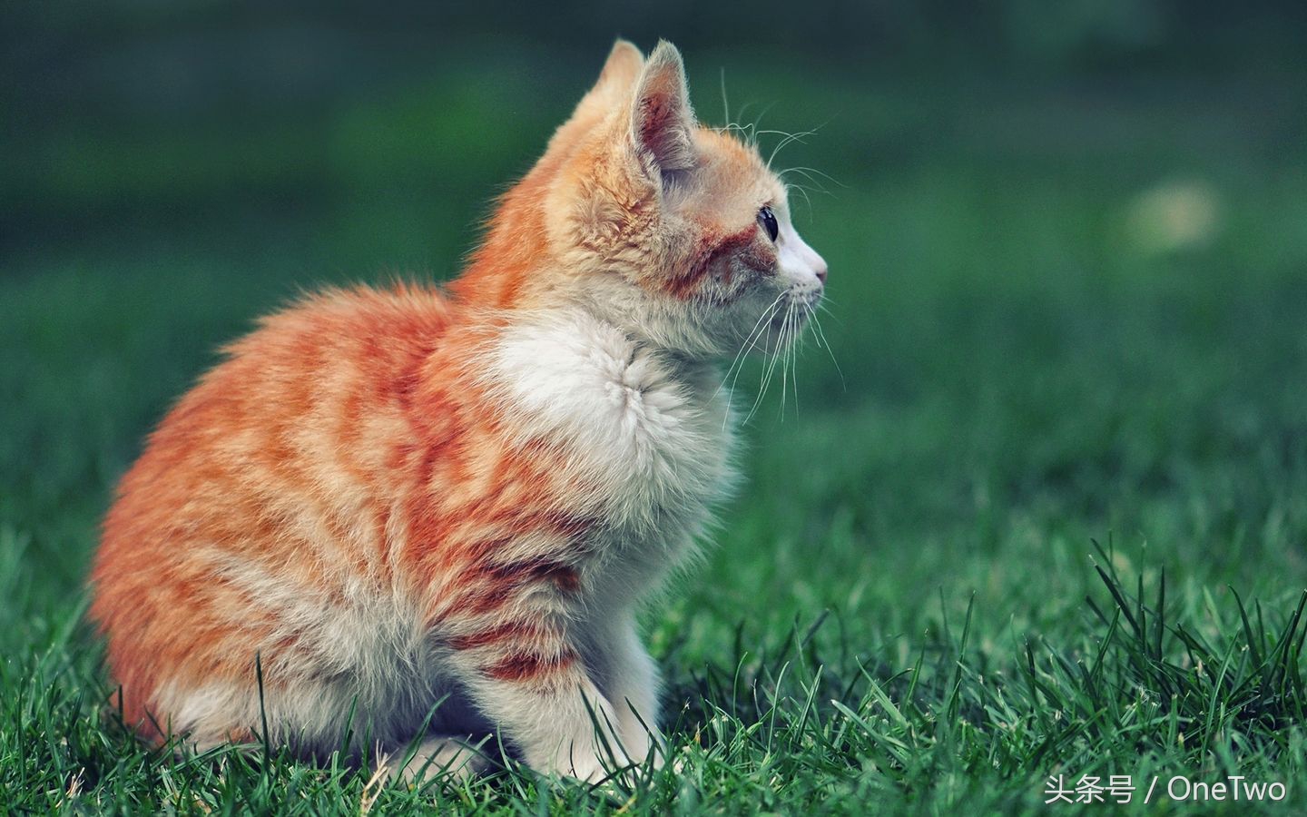 猫咪惹上了跳蚤怎么隔离,人感染猫咪跳蚤怎么办