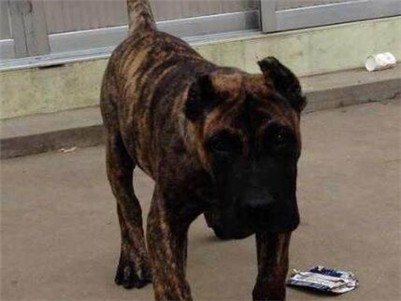 加纳利鹦鹉不吃食怎么办,加纳利犬为什么不火