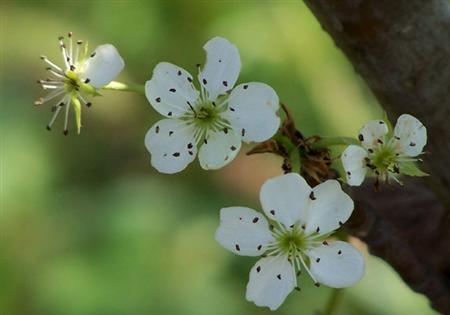 「红日商学院」石灰氮是什么？在农业上如何使用？