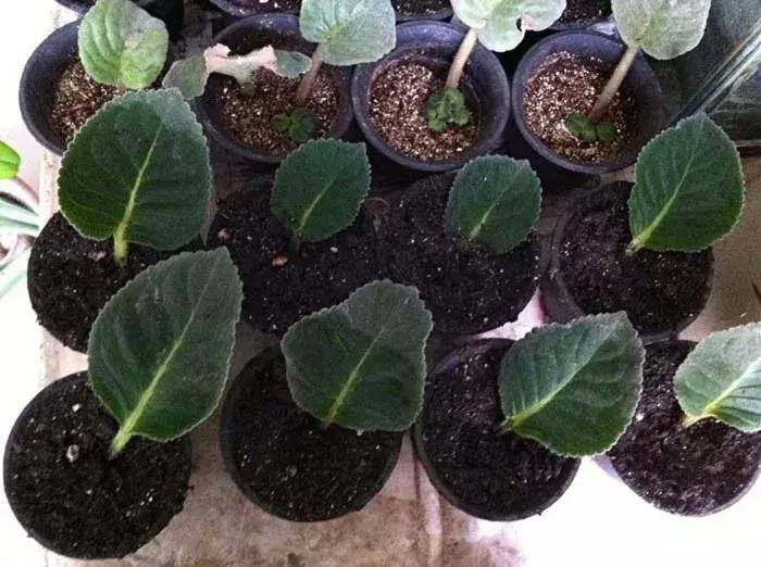 大岩桐花的养护方法图片及价格,大岩桐哪个颜色花最好看