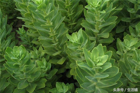 景天科1000种多肉植物图鉴,常见的景天科多肉植物的名称