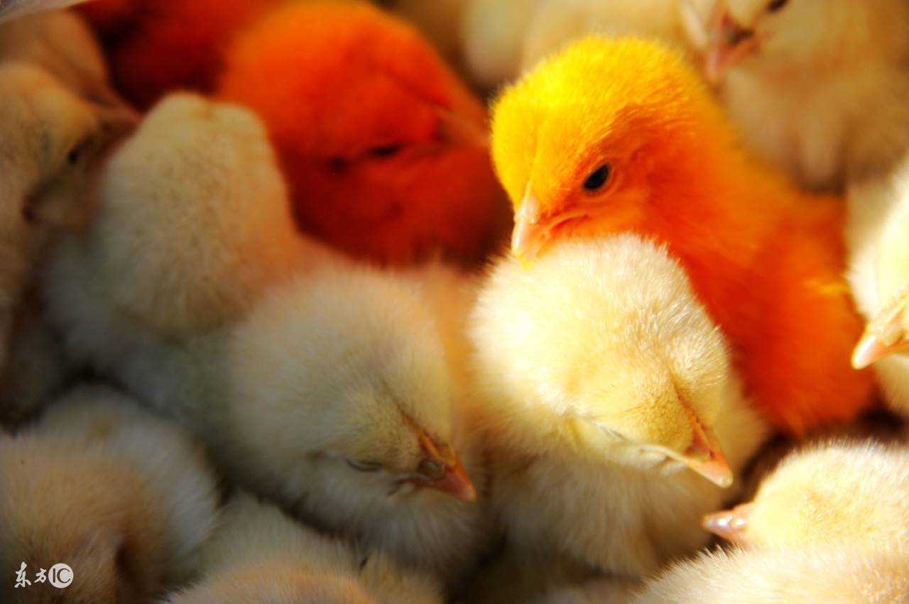 小鸡感冒自己会好吗,小鸡洗澡以后会不会站不稳