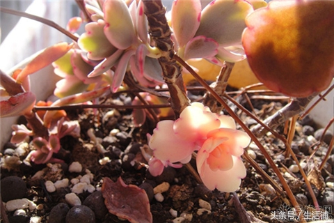 景天科1000种多肉植物图鉴,常见的景天科多肉植物的名称