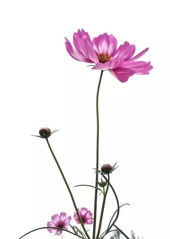 手机拍照拍不出你们的美感,拍照不好看是手机的问题