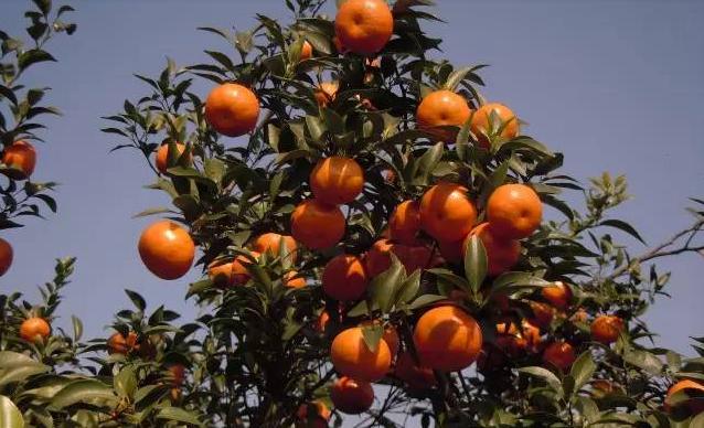 柑橘根腐病线虫病怎样治,沙糖桔根腐病防治的最佳方法