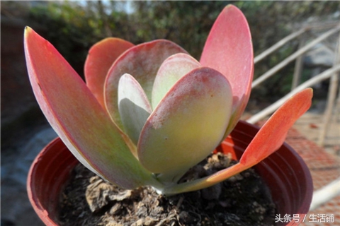 景天科1000种多肉植物图鉴,常见的景天科多肉植物的名称