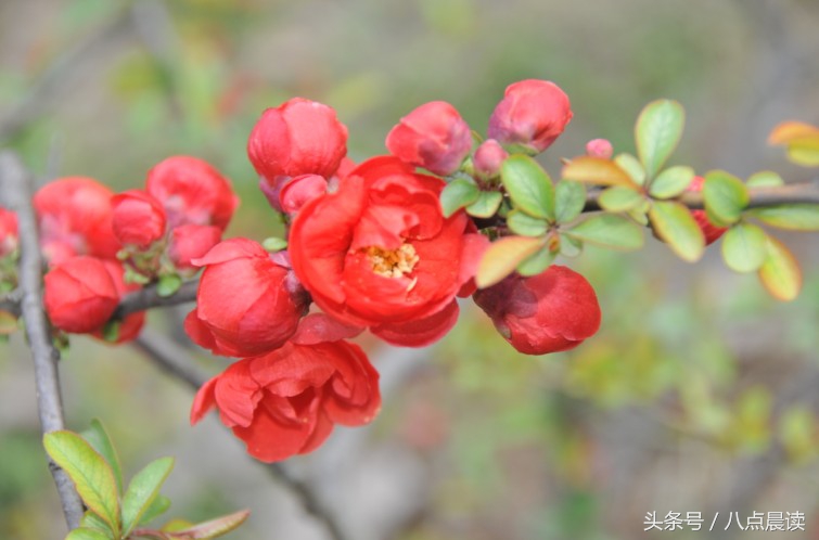 巾帼国医,巾帼英雄排行榜