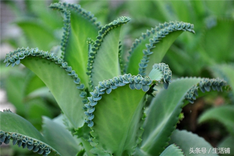 景天科1000种多肉植物图鉴,常见的景天科多肉植物的名称