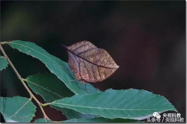 中国青少年科学总动员探秘宇宙,中国青少年总动员第十一场科学秀