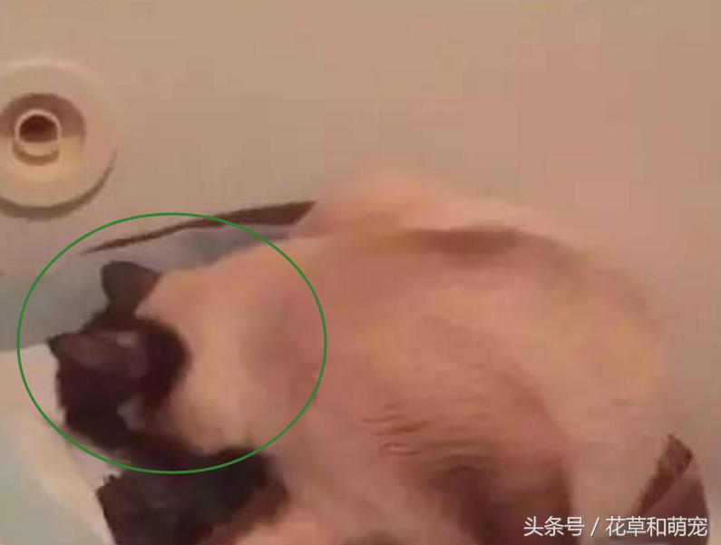 猫妈妈突然生了小猫,猫妈妈的母爱