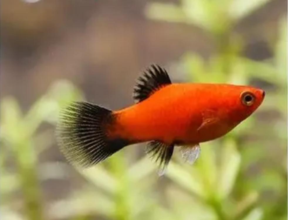 观赏鱼月光鱼图片,热带彩虹小型鱼观赏鱼