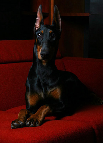 美系杜宾犬与德系杜宾犬谁好看,杜宾犬德系和美系区别