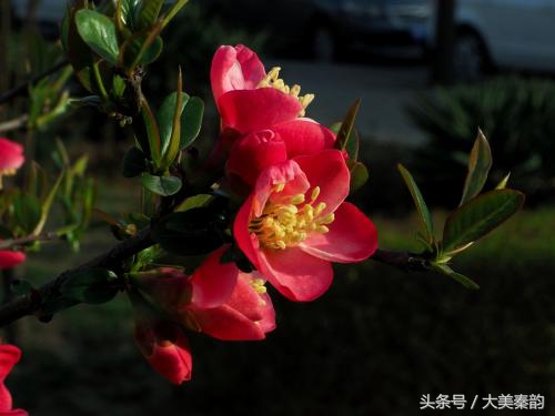 全国各地市花大全,各地市花是什么花