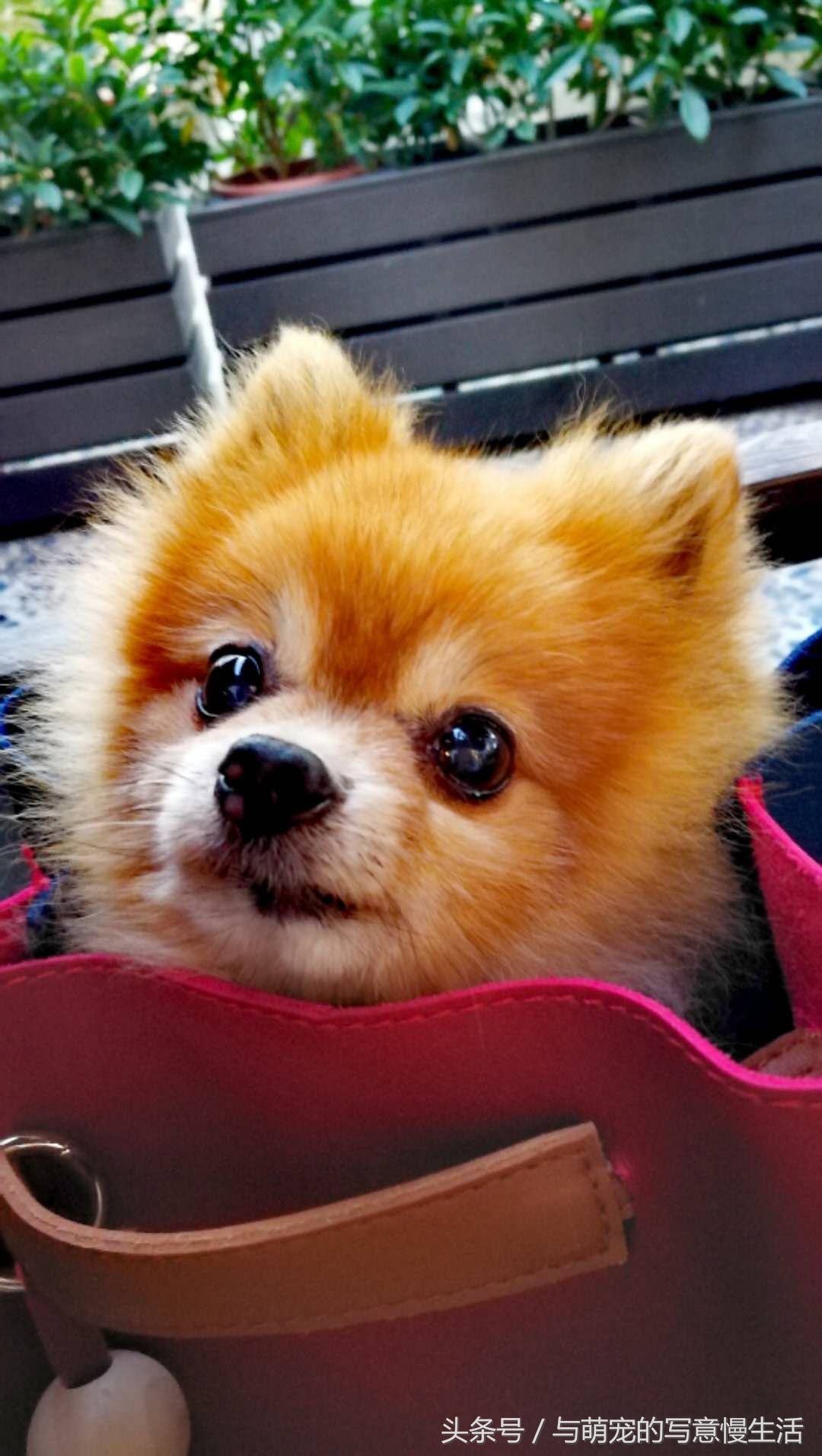 果太后的鸭梨官司——阿狼正传(三)