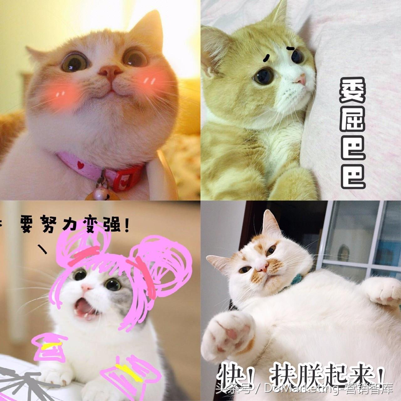 不撸猫做不好萌宠广告？你今天吸猫了吗？