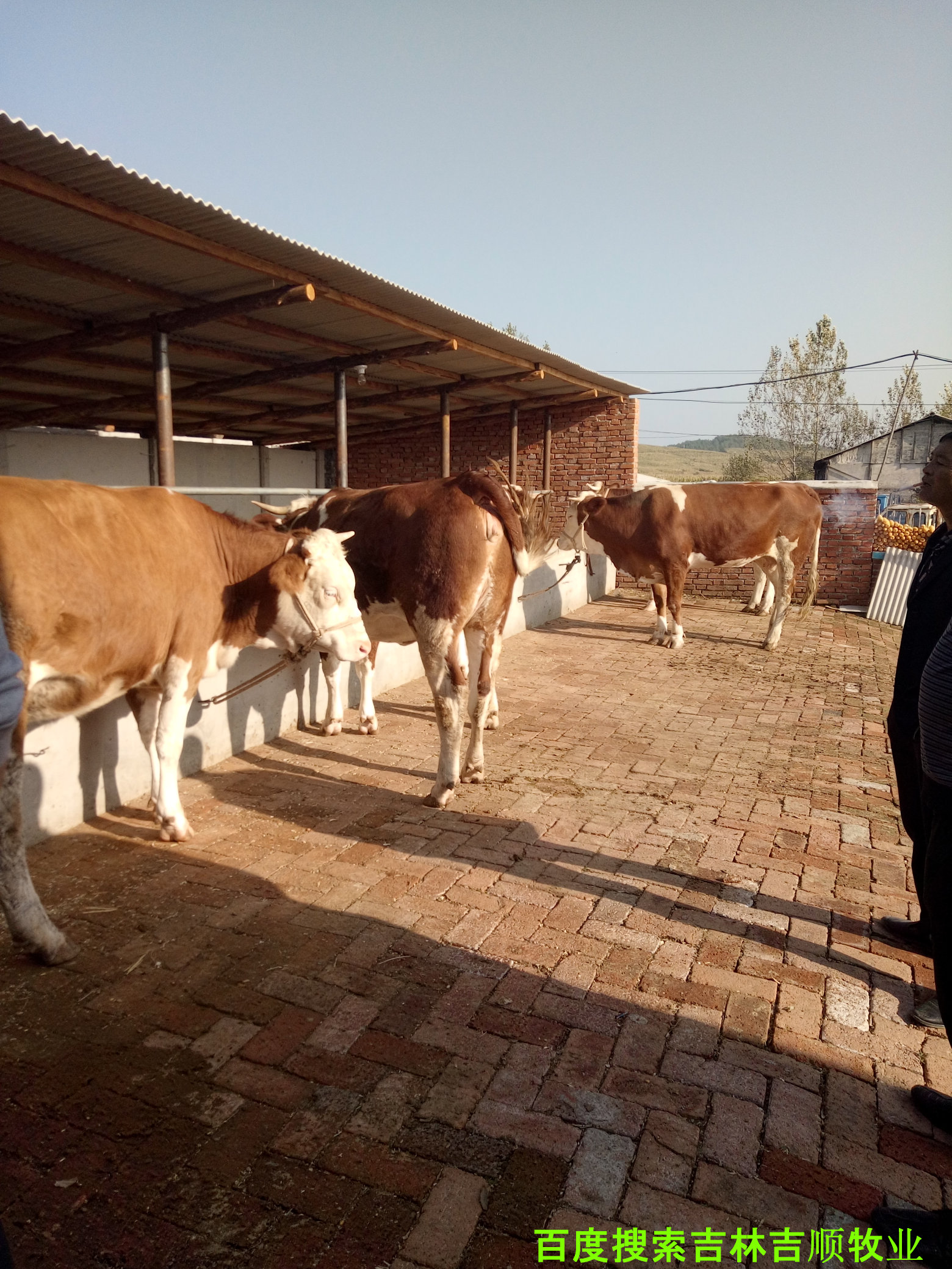 肉牛养殖过程中的疫病防控,肉牛常见病特征与防控知识集