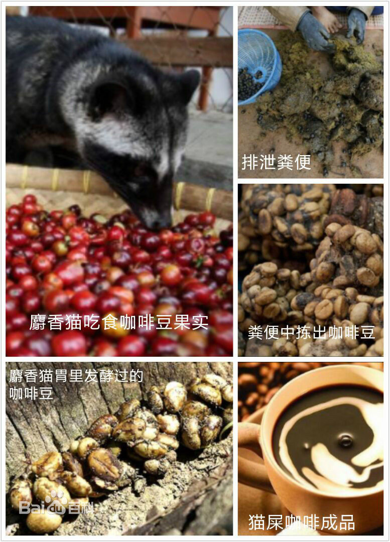 猫屎咖啡真难喝,猫屎咖啡到底好喝不