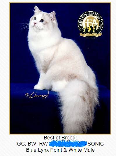 吸猫大赛第一名,吸猫大赛白喵