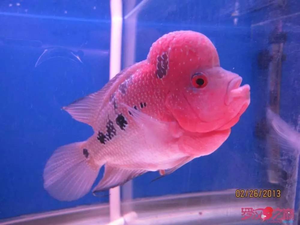 慢性肠炎怎么治疗好能彻底去根,猫胃肠炎的症状判断及治疗方法