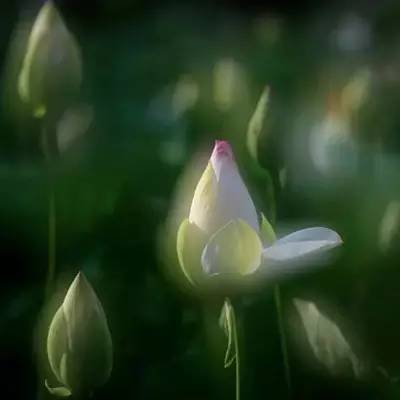 荷花依然淡淡香,走过四季荷花依然香下一句