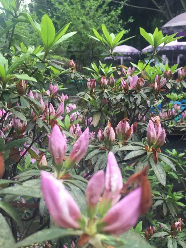 福利春季晒花大赛开始投票啦，价值万元好礼等你来拿！（后附石象湖门票中奖名单）