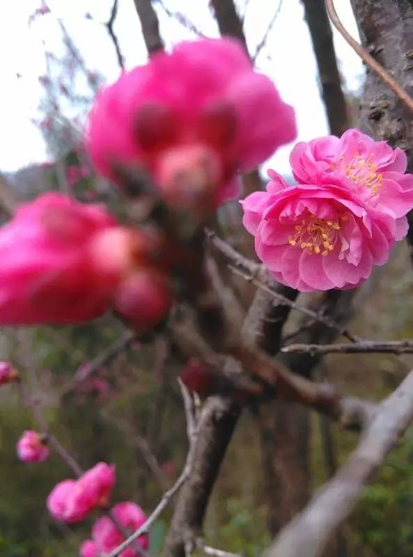 福利春季晒花大赛开始投票啦，价值万元好礼等你来拿！（后附石象湖门票中奖名单）