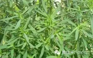 春季野菜采摘图解高清图片,春季野菜多种做法