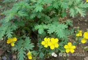 春季野菜采摘图解高清图片,春季野菜多种做法