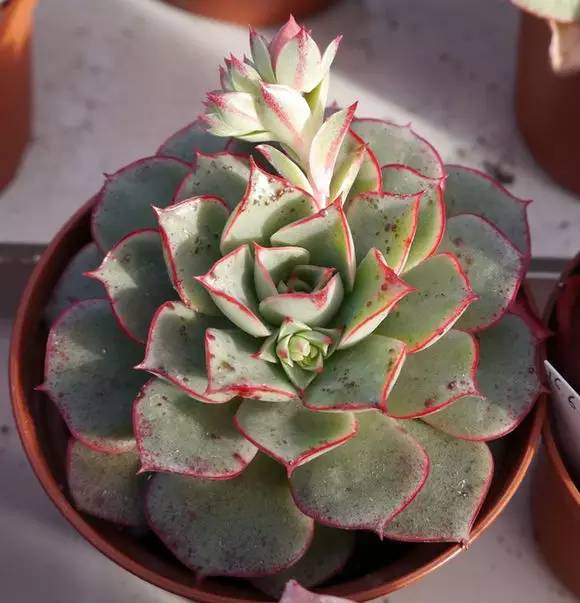 罗西玛种类,罗西玛多肉杂交品种