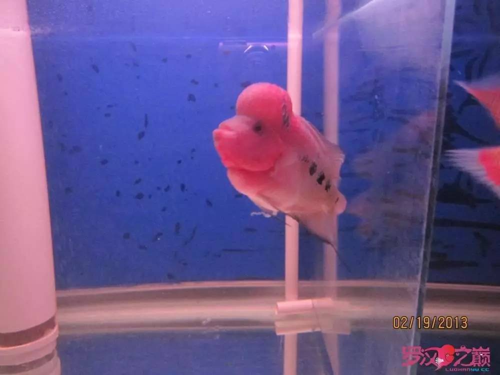 慢性肠炎的症状表现及治疗方法,慢性肠炎用中医还是西医治疗好