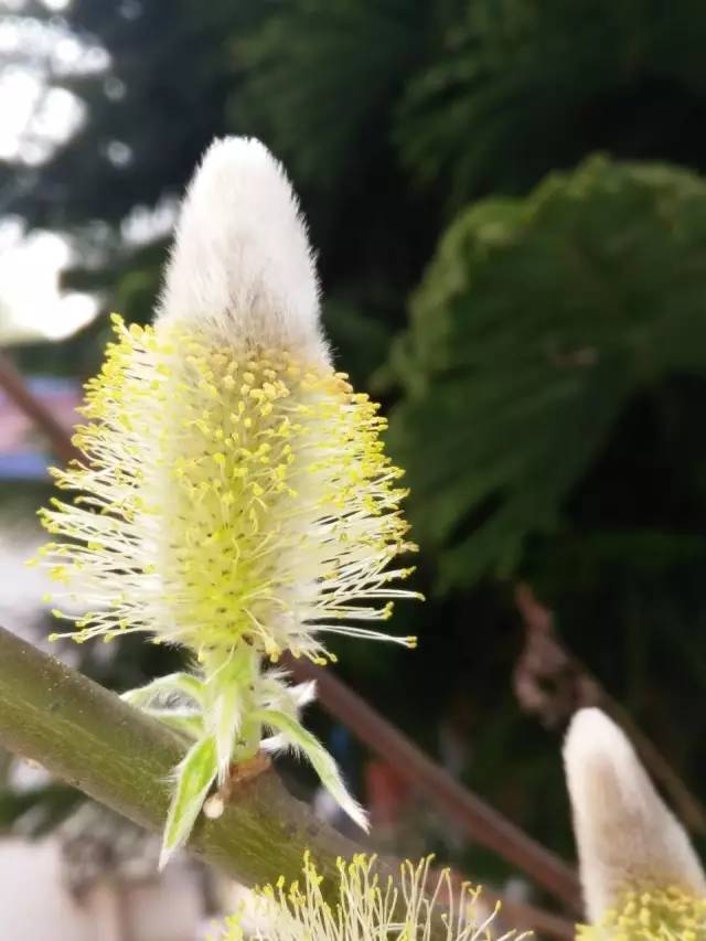 福利春季晒花大赛开始投票啦，价值万元好礼等你来拿！（后附石象湖门票中奖名单）