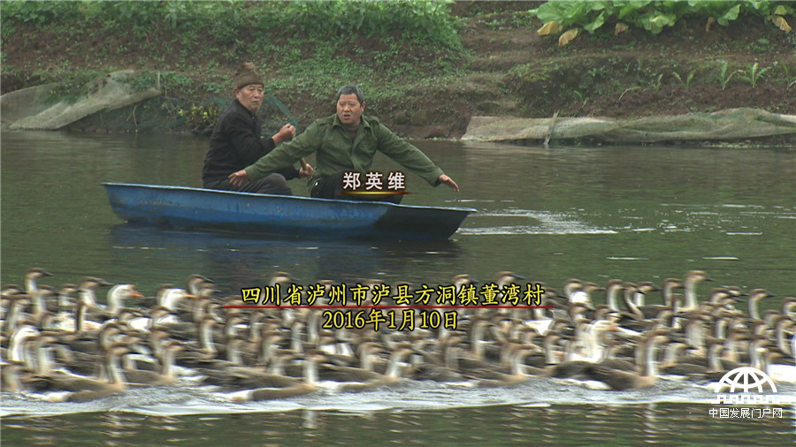 致富经发狗财,红嘴雁养殖致富经