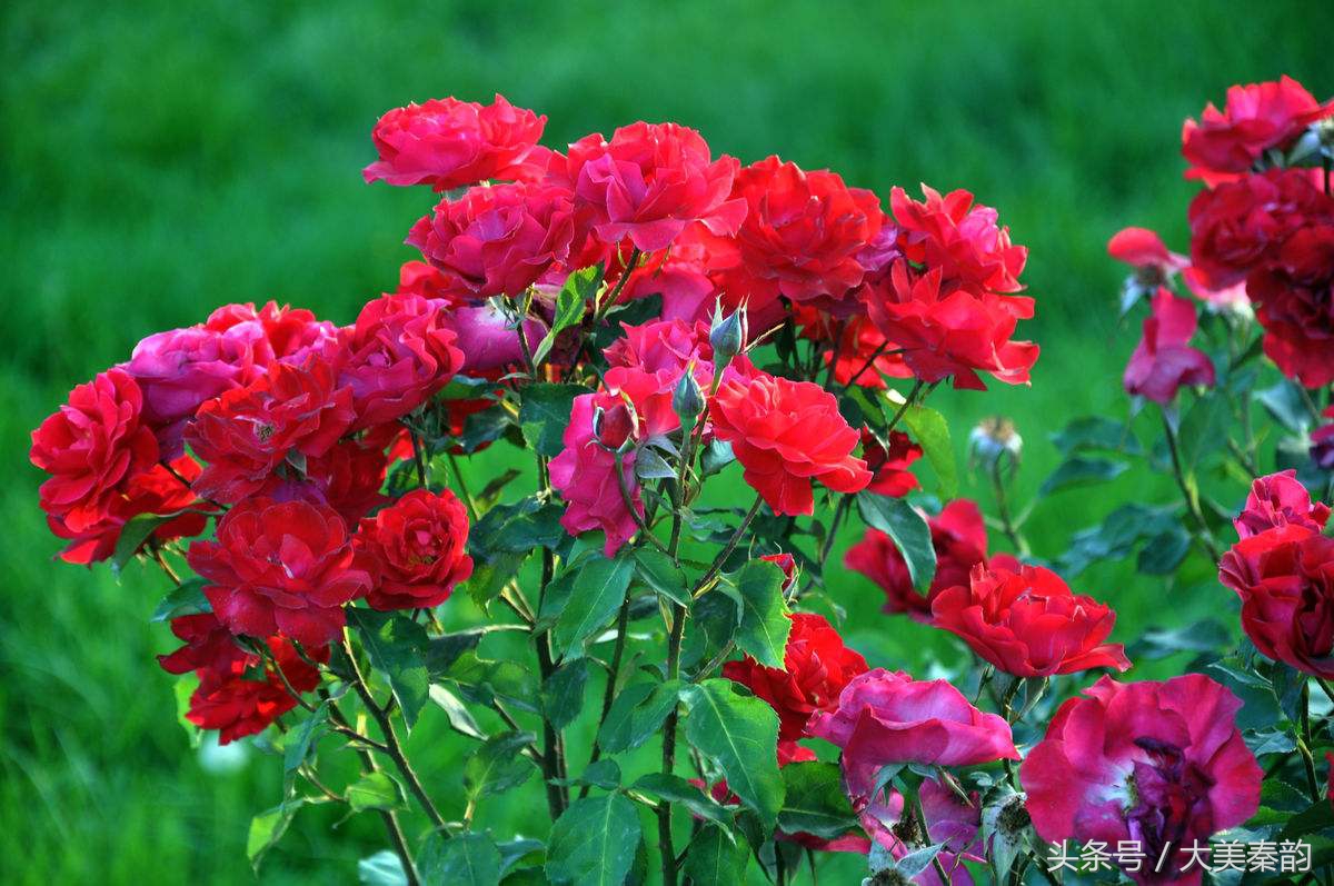 全国各地市花大全,各地市花是什么花