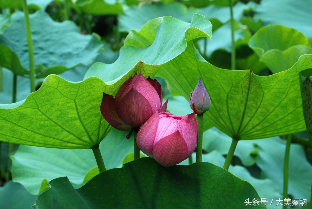 全国各地市花大全,各地市花是什么花