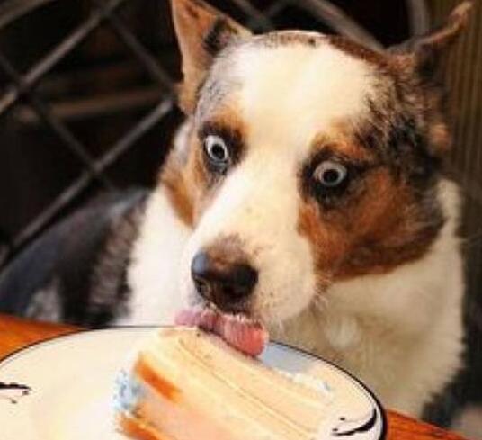 狗狗有问题怎么办,狗狗坏毛病怎么纠正