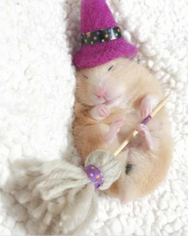 浠撻紶鍙埍钀屽寲,鍙埍鐨勫皬浠撻紶cosplay