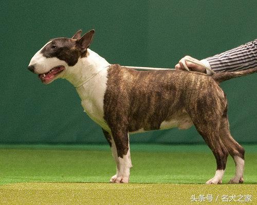 牛头梗犬好养不好养,牛头梗宠物狗的优缺点