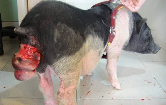 猪肛脱出怎么处理,猪肛门脱出怎么治疗