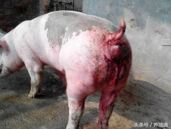 猪脱肛是什么病用什么药治疗,猪脱肛怎么治疗好得快效果最好