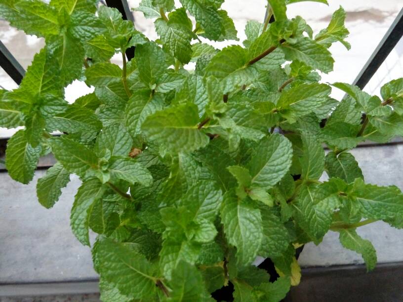 水培薄荷叶子发黄枯萎怎么办,小薄荷叶子发黄怎么办