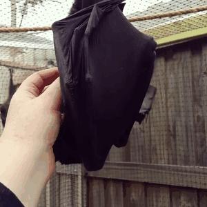 看了会恐惧图片,恐怖又诡异的蝙蝠图片